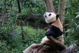 “熊猫网红”花花多次登上热搜，大家为什么爱花花？图片