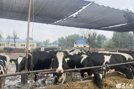 为了八百头奶牛，青岛这个地铁站“反向操作”！图片