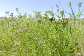 小茴香种植“飘香”农民致富路图片