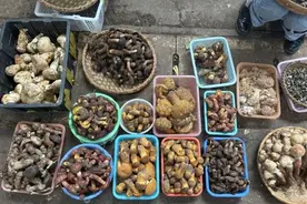 这朵松茸卖出18800元！重达866克，和手臂一般粗……图片