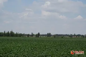 【2023重走中国西北角】新疆昌吉十三户村的财富密码图片
