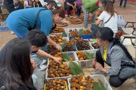 菌子季的“限定职业”：代清洗切片，月入数万元图片