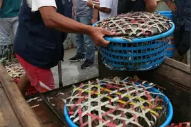 梭子蟹的征途图片