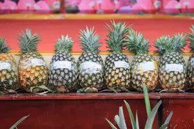 有一种叫云南的生活｜哇塞，大菠萝！图片