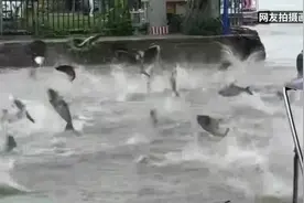 昆明滇池大面积鱼群跳跃，多方回应 相关专家也对此情况进行了现场调研图片