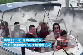 滇池出现大面积鱼群跳跃，昆明多方回应图片