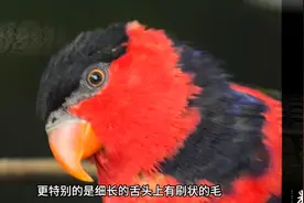 果然视频丨动物视界74——可爱的黑顶吸蜜鹦鹉，性格活泼图片