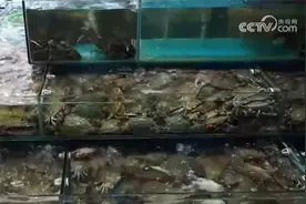 东海开渔后第一网海鲜上市 价格最高降四成图片