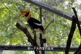 果然视频丨动物视界75——珍贵又美丽的双角犀鸟图片