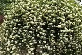 田樱/七里香图片