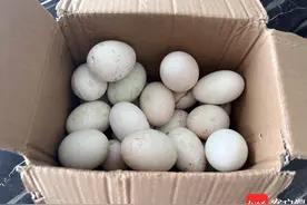 海口一市民买回“土鸭蛋”食用前发现实为“授精蛋” 专业人士：尽量不要食用图片