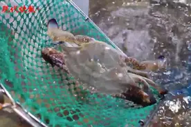 秋天第一盘梭子蟹“爬”上餐桌，你尝鲜了吗？图片