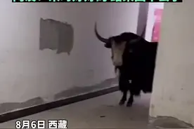 男子深夜上厕所回来,看到过道里有头牦牛,网友：来时好好的，结果回不去了图片