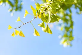 立秋 | 云天收夏色，木叶动秋声图片