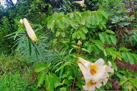 野生淡黄花百合现身保山龙陵图片