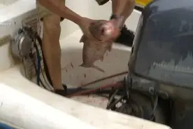 地震前兆？闷热缺氧？云南滇池大面积鱼群“跳龙门”，官方回应图片