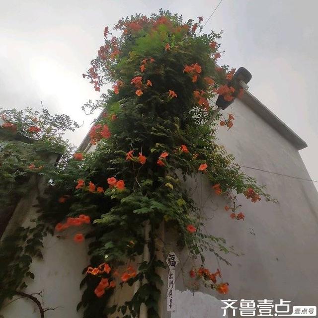 谭天章｜现代诗《秋意》