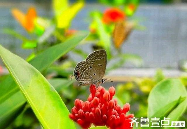 谭天章｜现代诗《秋意》