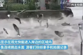 云南出现大面积鱼群“跳龙门”，地震前兆？官方回应图片