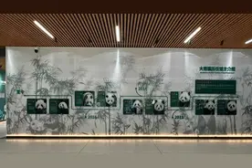 杭州动物园时隔三年多迎来新大熊猫，由成都繁育基地提供图片