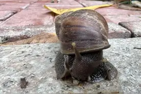 千万别碰别吃！雨后出现这种遍地爬的家伙，身上有多种致病菌和寄生虫图片