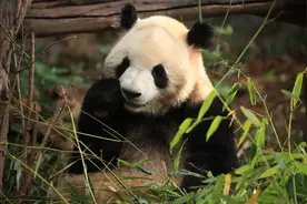 杭州又迎大熊猫，周边还有哪里可以看？这份浙江熊猫地图请查收图片