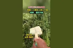 男子演示古法抓蝈蝈，“快板”＋棉花一抓一个准，蝈蝈：谨防诈骗图片