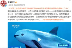 世界上体型最小鲸目动物加湾鼠海豚濒临灭绝，可能仅剩10至13头图片