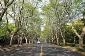 “劝架人”化解“树牌”矛盾后，来看现场效果～图片