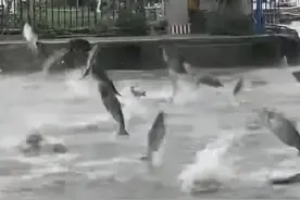 专家分析“滇池鱼群跳出水面”：与水体环境、人为活动有关图片