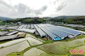 光伏板下种菌菇 江西广昌“农光互补”照亮乡村振兴路图片