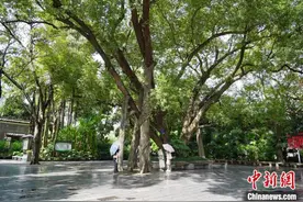 探访广西工业城市古树群落 跨越百年时空缘何苍翠如故？图片