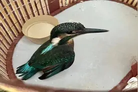 宁阳县：娃从幼儿园带回一只鸟 家长一看速送到派出所图片