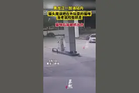 黑龙江一加油站内，猫头鹰误把在外玩耍的猫咪当老鼠险些抓走，猫咪后背受伤图片