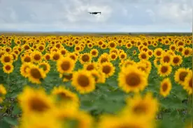 你不知道的向日葵“冷知识”：明代被引种至我国，清代有关它的记述逐渐增多图片