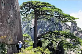 黄山守松人胡晓春：守护迎客松的13个春夏秋冬图片