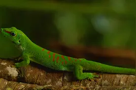 热带雨林里的奇异生物图片