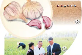 小蒜头成为致富大产业（人民眼·做好“土特产”文章②）图片