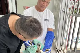 玉溪江川成功救助受伤国家二级保护动物凤头鹰图片