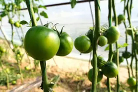 神奇的北纬39°｜“绿”柿子带来“金”收益图片