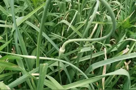 翟所祥：又到了拔蒜苔的日子图片