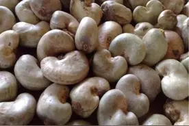 【西非漫谈】贝宁的腰果种植业图片