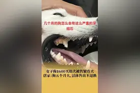 女子称花1600元买幼犬被售繁育犬，医生称“像配种多次”，店主回应：活体售卖不退不换，不是去法院告我吗？图片