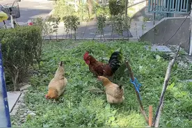 小区惊现“半夜鸡叫”！业主叫苦不迭图片