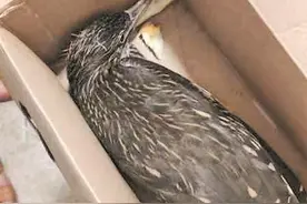 南安：夜鹭飞进家 来了不愿走图片