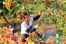 夏县：花椒小颗粒，致富大产业图片