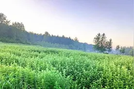 谷城金牛寺村：艾草香 采收忙图片