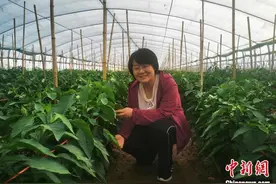 内蒙古“80后”农学女博士：做农业环保“守护人”图片