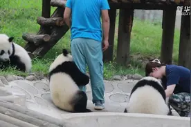快看秦岭大熊猫与饲养员的亲密互动图片