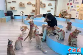 武汉一公益性猫咖：40只流浪猫“再就业”图片